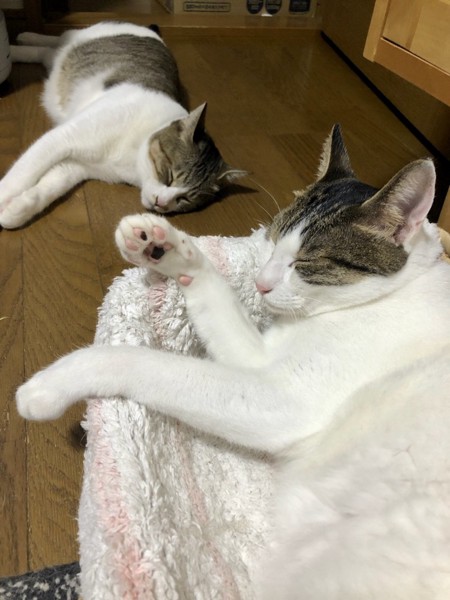 猫 雑種（ミックス） こうたろう&むぎの写真