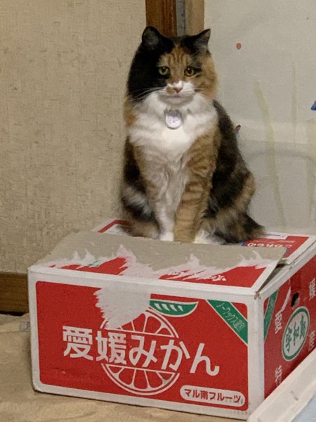 猫 三毛雑種 ミューの写真