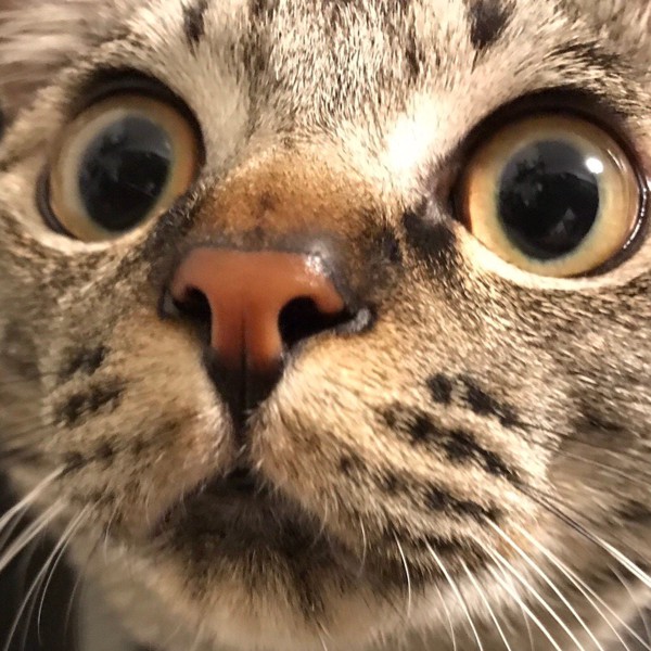 猫 キジトラ しるびの写真