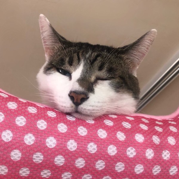 猫 雑種（ミックス） ラブの写真