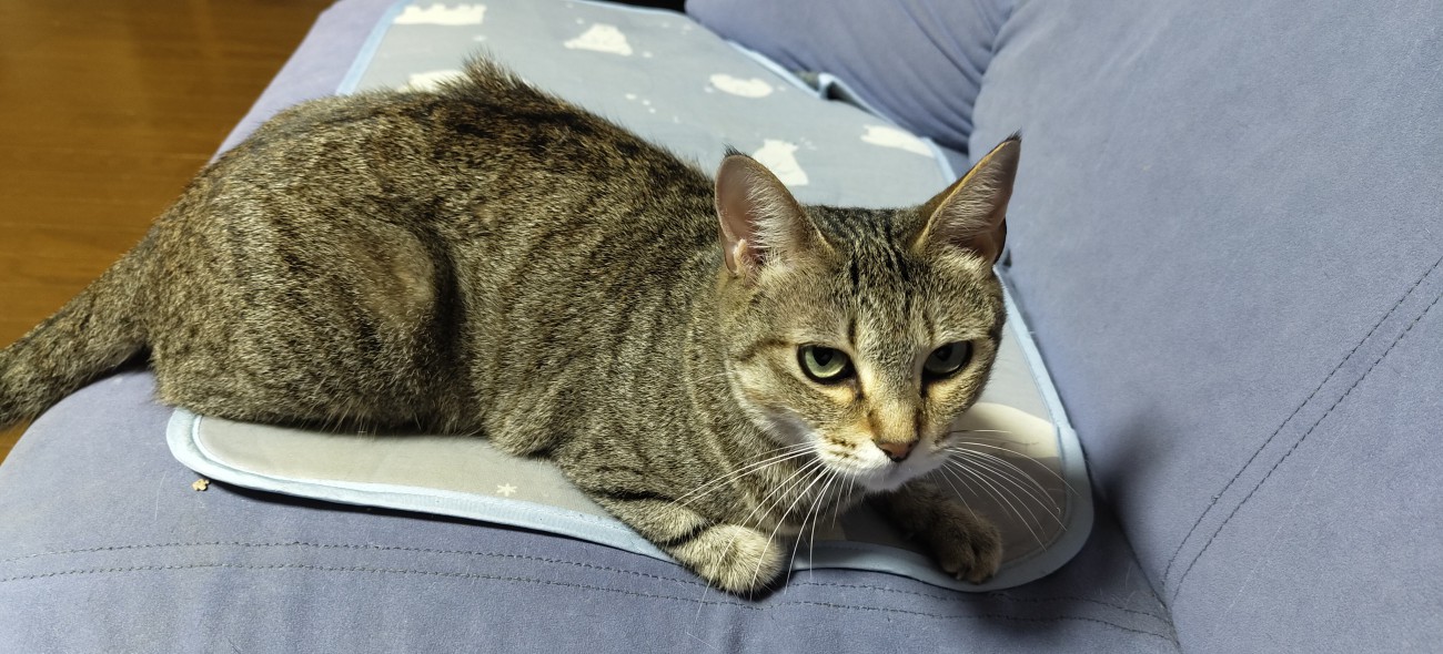 猫 雑種（ミックス） 空ちゃんの写真