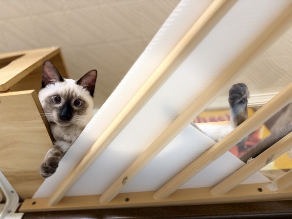 猫 雑種（ミックス） ハクの写真