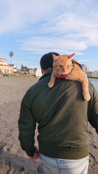 猫 茶トラ トラオの写真