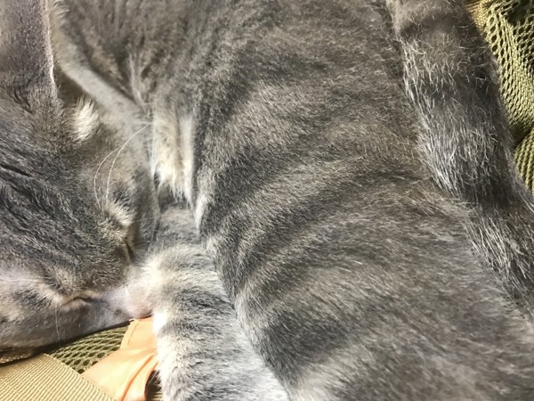 猫 サバトラ アホにゃんmk3 カビにゃんの写真