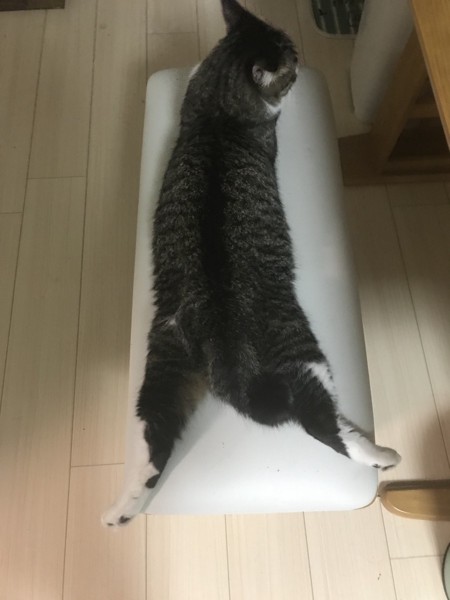 猫 茶トラ こたろうの写真