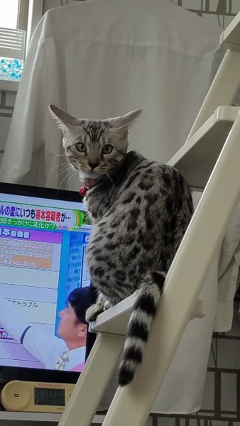 猫 ベンガル ルカの写真