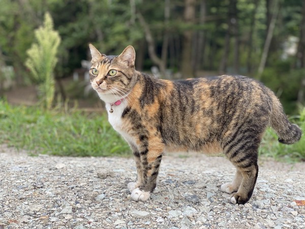 猫 雑種 たまの写真