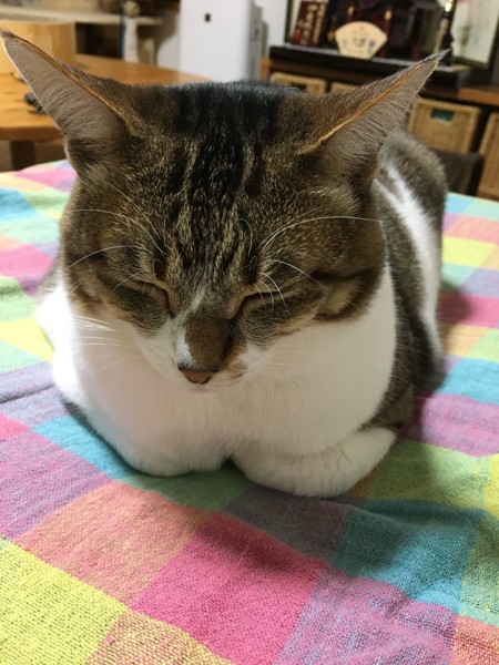 猫 キジシロ ミミちゃんの写真
