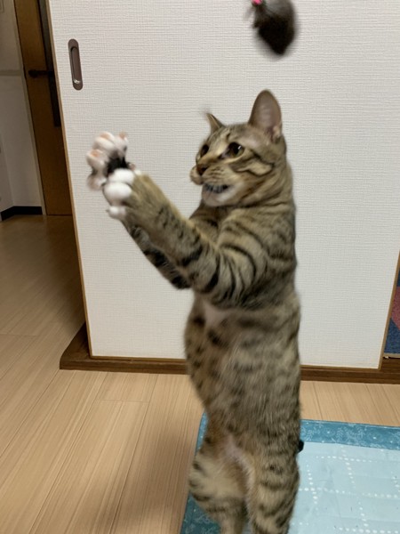 猫 キジトラ ダイゴの写真