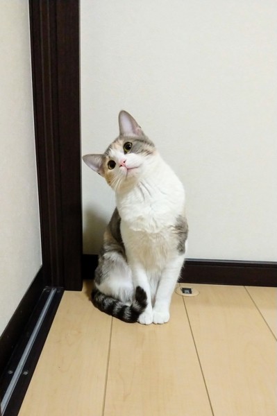 猫 三毛猫 ももの写真