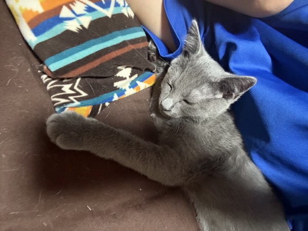猫 ロシアンブルー そらの写真