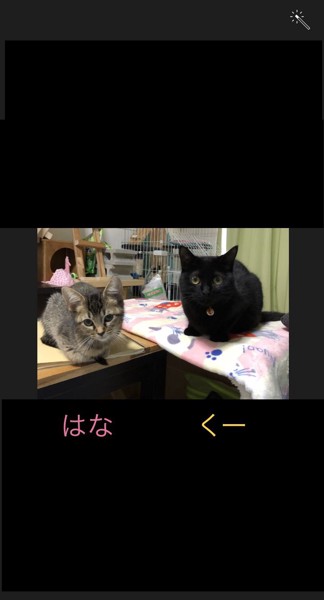 猫 マンチカン くーちゃん&はなちゃんの写真