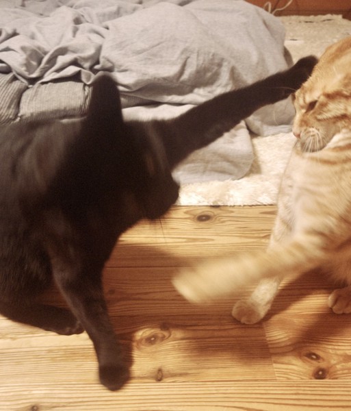 猫 黒猫 アル&ルノの写真