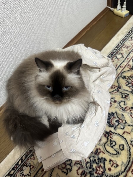 猫 ヒマラヤン ミリーの写真