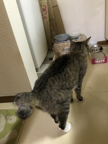 猫 キジシロ うめの写真