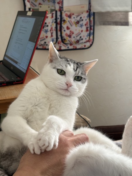 猫 サバシロ もーしゃんの写真