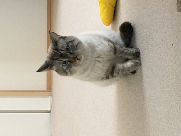 猫 雑種（ミックス） ちゃむの写真