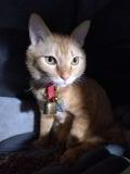 猫 茶トラ りんの写真