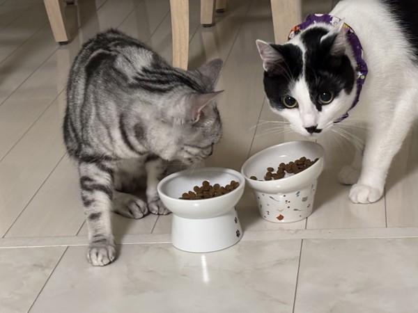 猫 アメリカンショートヘア ぺロちゃん&クーちゃんの写真