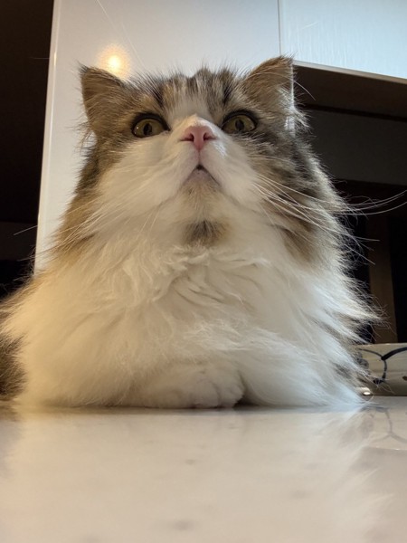 猫 ミヌエット わたの写真