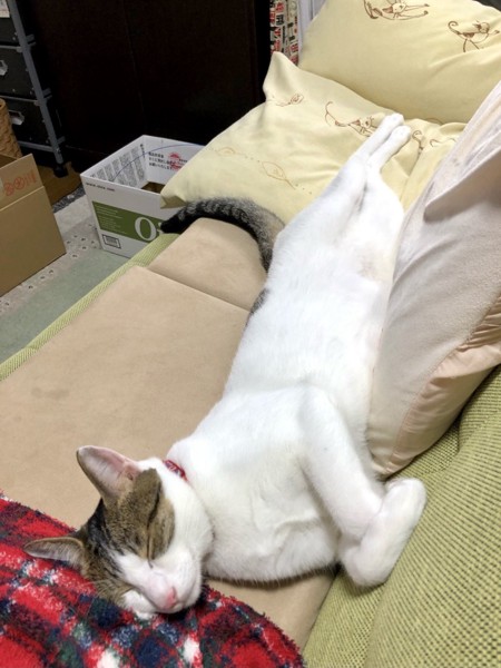 猫 雑種（ミックス） むぎの写真