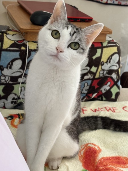 猫 サバシロ もーしゃんの写真