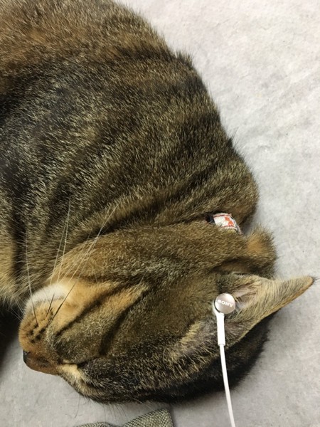 猫 キジトラ そうせきの写真