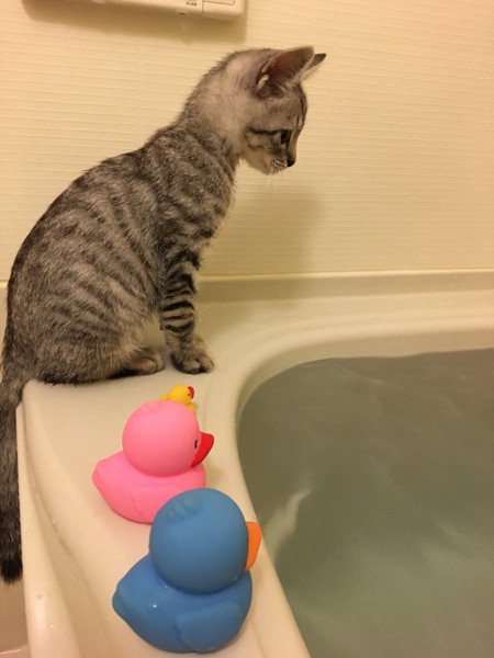 猫 キジトラ 虎之助の写真