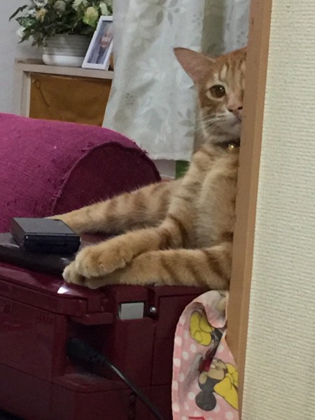 猫 雑種（ミックス） こたつの写真