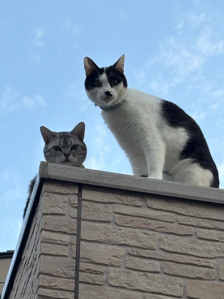 猫 雑種（ミックス） クーとぺーの写真