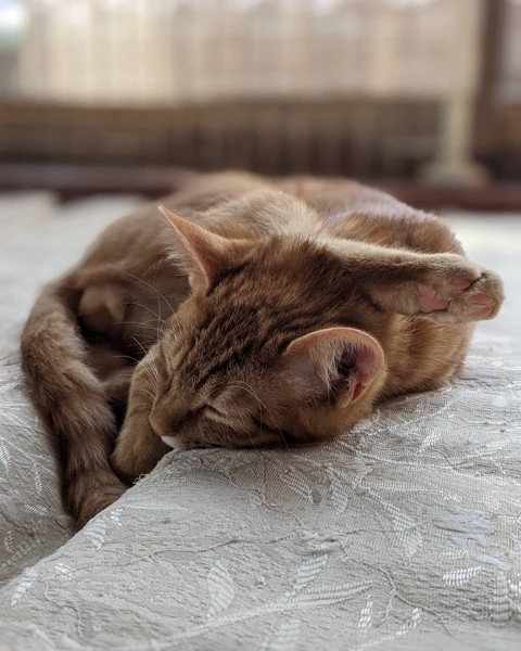 猫 茶トラ どんちゃんの写真