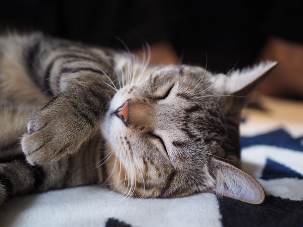 猫 キジトラ 虎（トラ）の写真