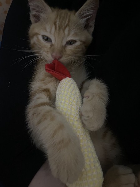 猫 茶トラ ジェラの写真