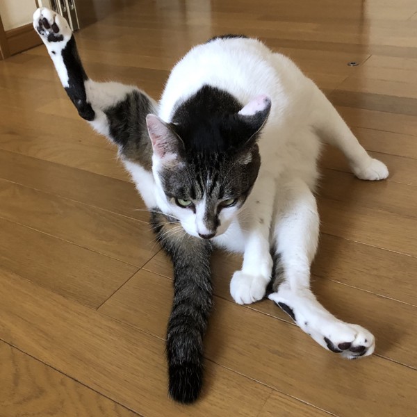 猫 雑種（ミックス） ラブの写真