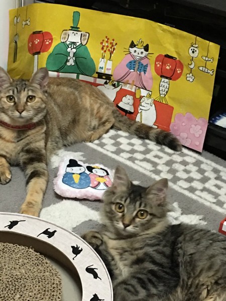 猫 雑種（ミックス） チャコ&ちっちの写真