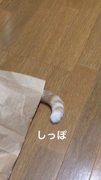 猫 雑種（ミックス） ららまるの写真