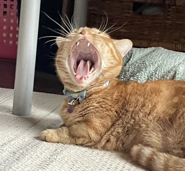 猫 マンチカン ちくわの写真