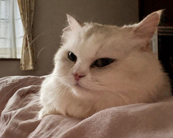 猫 ミヌエット むぎの写真