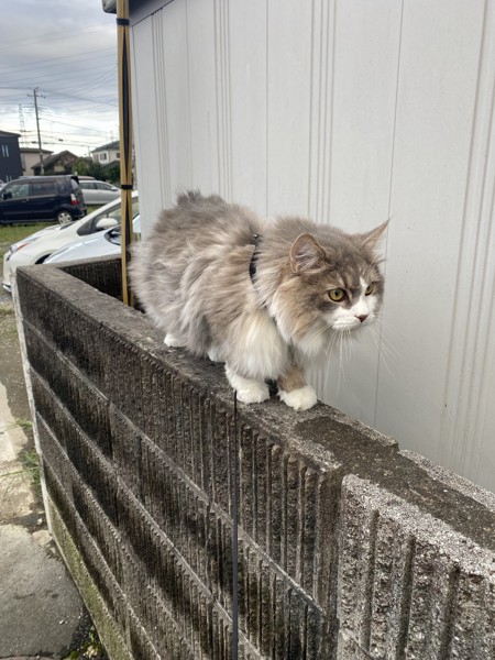 猫 雑種（ミックス） ルークの写真