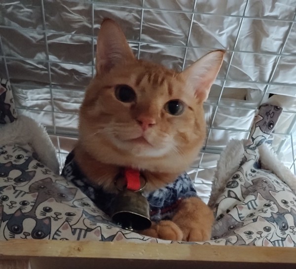 猫 茶トラ りんの写真