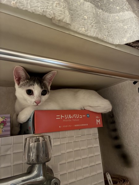 猫 雑種（ミックス） あんずの写真