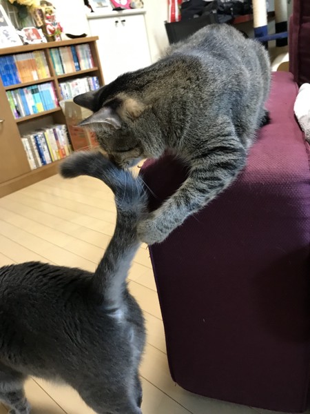 尻尾を取り押さえた猫