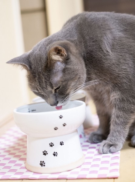 猫 雑種（ミックス） なつの写真