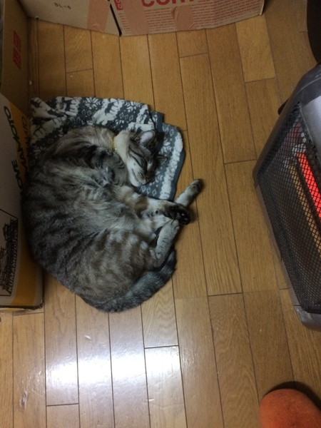 猫 雑種（ミックス） タピオカの写真