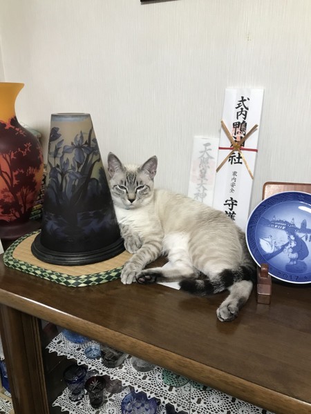 猫 雑種（ミックス） こむぎの写真