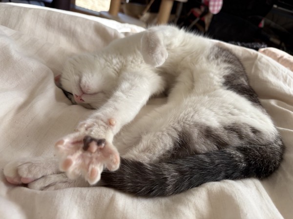 猫 サバシロ もーしゃんの写真