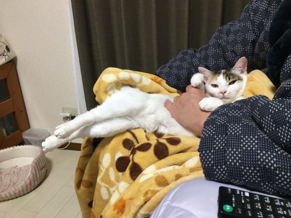 猫 雑種（ミックス） ねねの写真