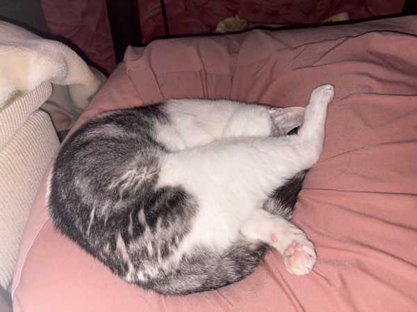 猫 サバシロ もーしゃんの写真