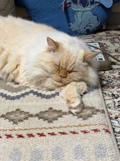 猫 ヒマラヤン ロッキーの写真