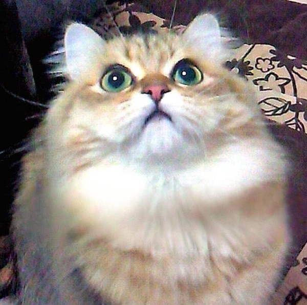 猫 ペルシャ 美夢の写真